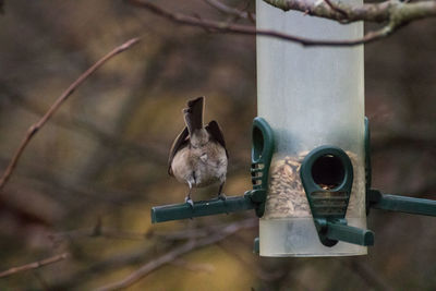 Close-up of birds perching on birdhouse
