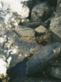 Close-up of lizard