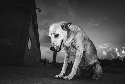 View of a dog looking away against sky