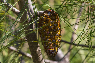 Close-up of insect on plant