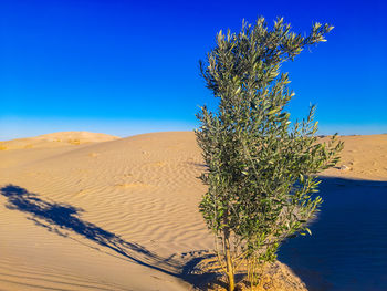 Plant growing in desert against clear blue sky