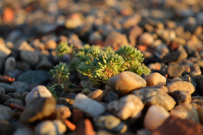 Close-up of leaves
