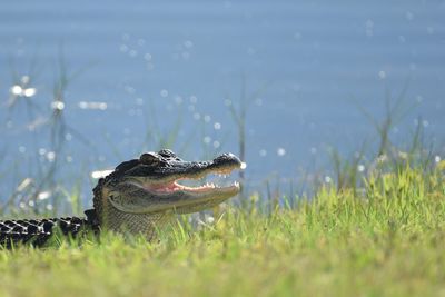 Alligator coming out of the water with mouth open