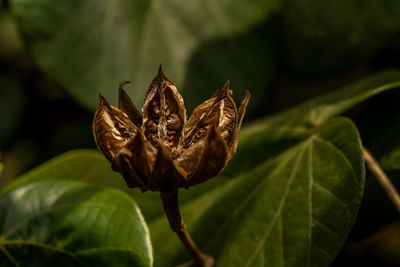 leaf