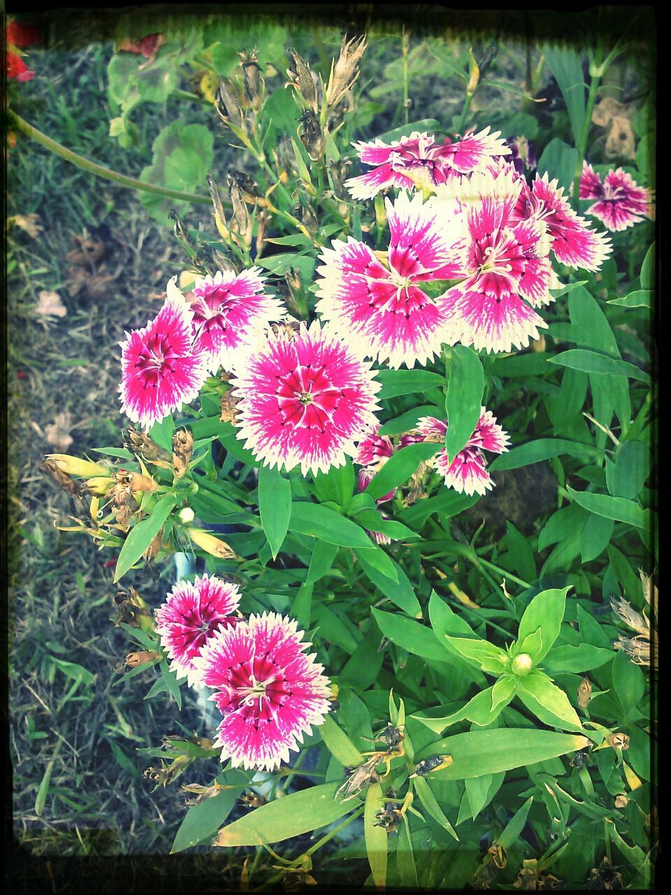 flower, freshness, fragility, pink color, growth, petal, transfer print, beauty in nature, plant, flower head, nature, blooming, auto post production filter, leaf, close-up, pink, high angle view, in bloom, outdoors, no people