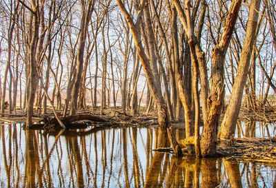 Bare trees in forest