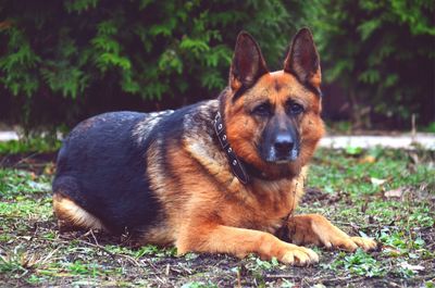 Portrait of dog relaxing on field