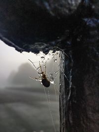 Close-up of spider on web