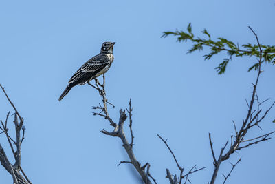 Low angle view of bird perching on tree