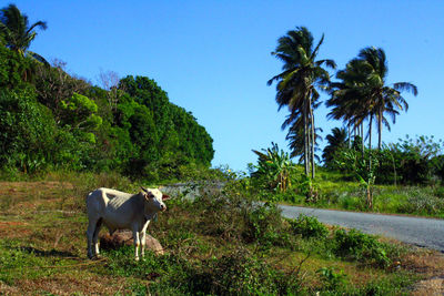 Cow standing in a farm