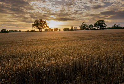 Scenic view of field against sky during sunset