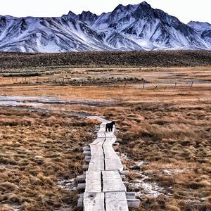 Dog walking down boardwalk across flat open ground with mountain range in the distance.