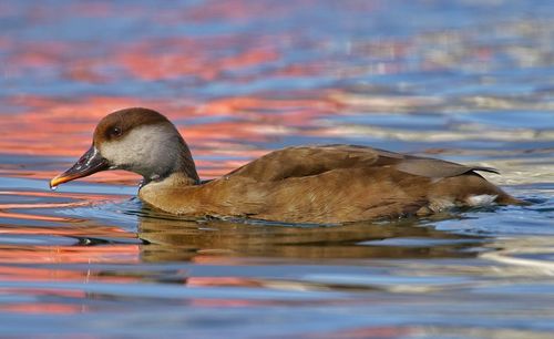 Duck swimming in a lake