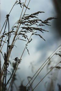 Low angle view of plants against sky