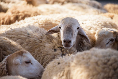 Close-up portrait of sheep