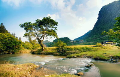 Scenic view of river amidst trees against sky