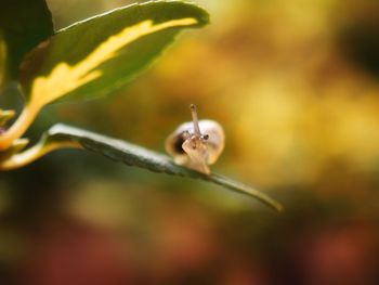 Close-up of insect on flower