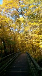 Road amidst autumn trees