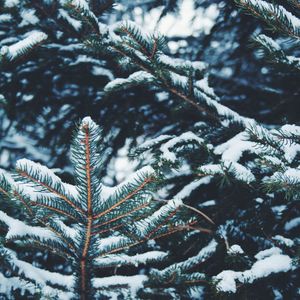 Close-up of pine tree during winter