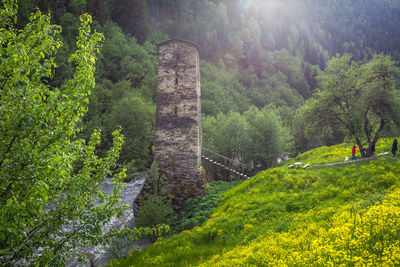 Plants and trees in forest