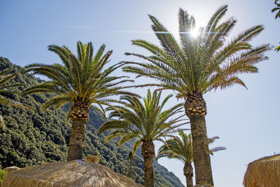 Low angle view of palm trees against clear sky