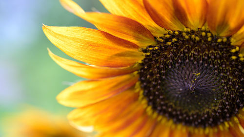 Close-up of yellow flower