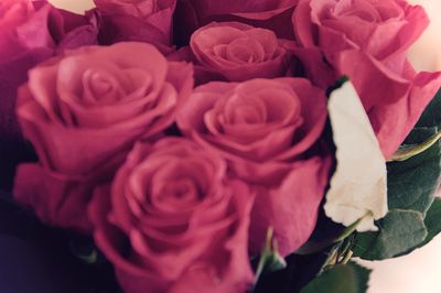 Close-up of pink rose