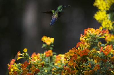 Close-up of bird flying against blurred background