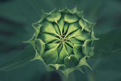 Close-up of flowering plant