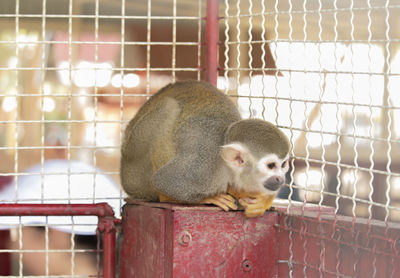 Close-up of monkey in cage