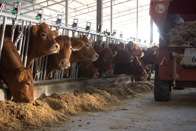 Cows in pen