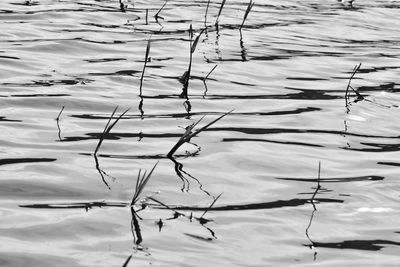 High angle view of plants in lake