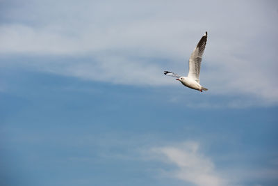 Seagull flying against sky