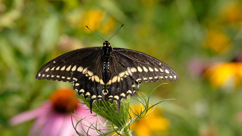 Close-up of butterfly pollinating on flower