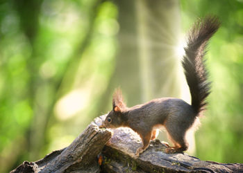 Close-up of squirrel on tree