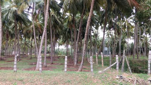 Trees in park