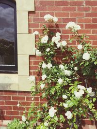 Flowers growing on tree