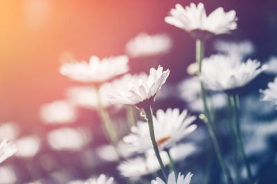 Close-up of white daisy flowers