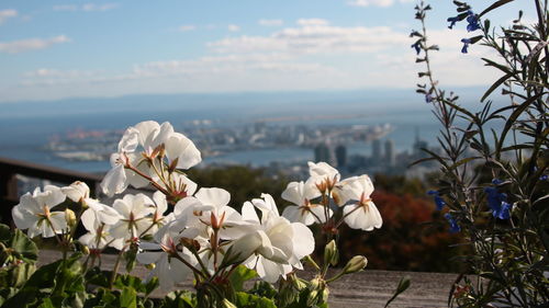 Close-up of white flowering plants against sky