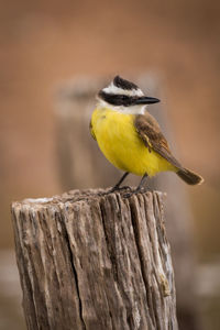 Close-up of bird perching outdoors