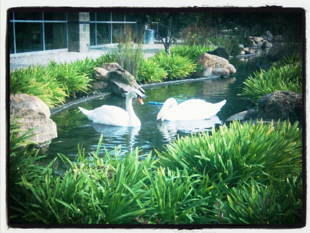 transfer print, bird, water, animal themes, wildlife, building exterior, grass, auto post production filter, animals in the wild, built structure, plant, architecture, high angle view, nature, pond, green color, lake, day, reflection, outdoors