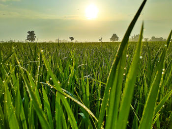 Crops growing on field against sky during sunset