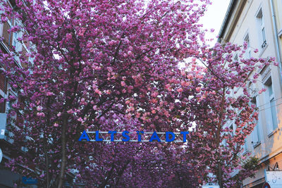 Low angle view of pink flowering tree against building