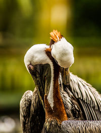 Close-up of pelicans 