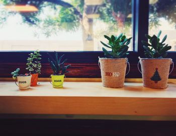 Close-up of potted plants on window sill at home