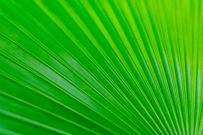 Full frame shot of palm leaf