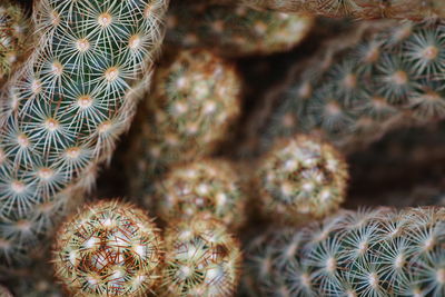 Close-up of cactus plant