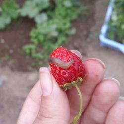 Close-up of hand holding strawberry with slug