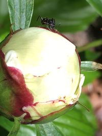 Close-up of insect on fruit