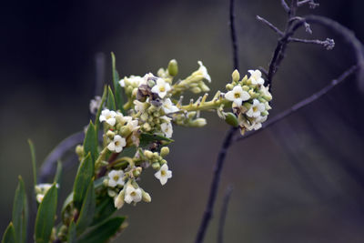 Close-up of white flowering plant